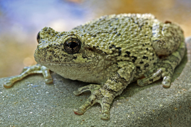 Обои картинки фото животные, лягушки, жаба