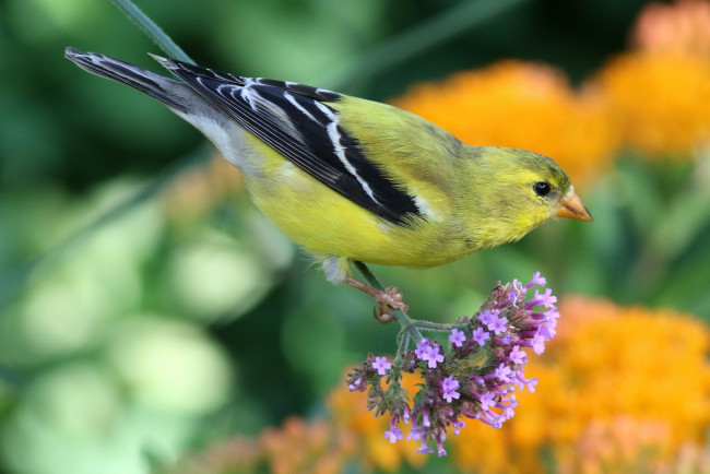 Обои картинки фото животные, птицы, птичка
