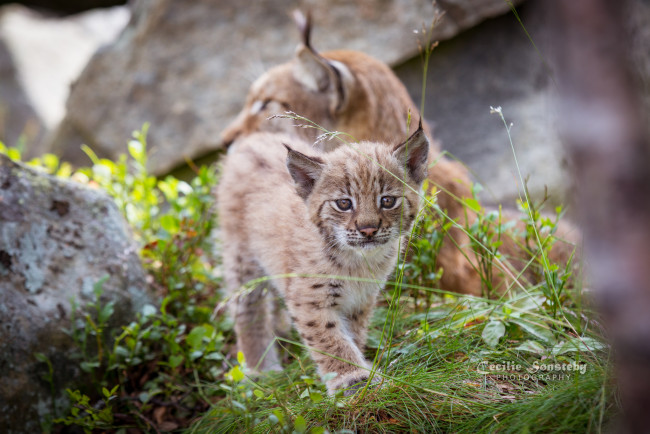 Обои картинки фото животные, рыси, кошка, рысь, листья, ветки