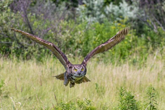 Обои картинки фото животные, совы, птичка