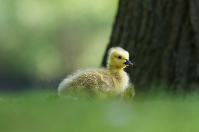 Обои картинки фото животные, утки, малыши, фон, дети