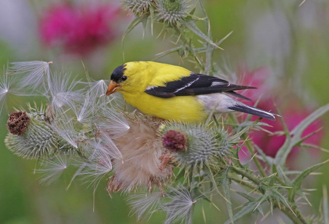 Обои картинки фото животные, птицы, птичка