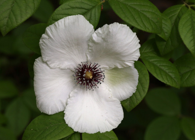 Обои картинки фото цветы, клематис , ломонос, белый