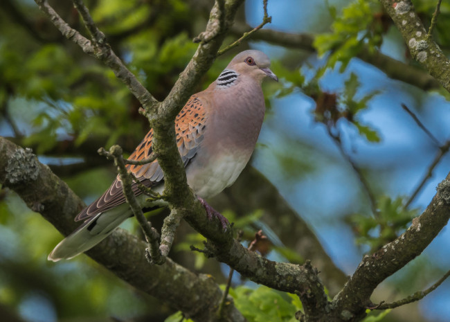 Обои картинки фото животные, голуби, птичка