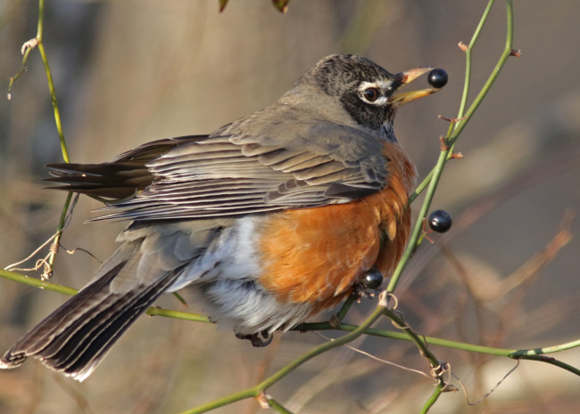 Обои картинки фото животные, птицы, птичка