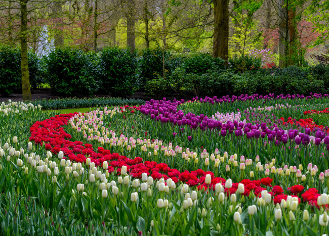 Обои картинки фото цветы, тюльпаны, много, лепестки, цветение, разноцветные