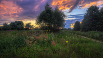 Картинка природа луга простор