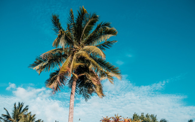 Обои картинки фото природа, деревья, пальма