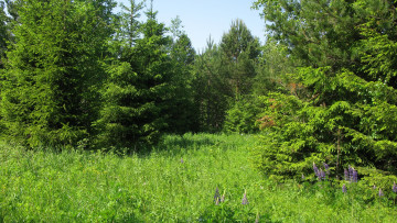 Картинка лесная+поляна природа пейзажи лето поляна ели лес цветы трава