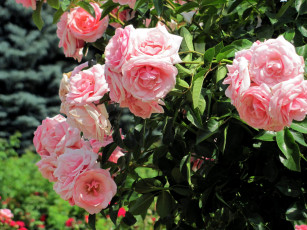 Картинка цветы розы куст розовые