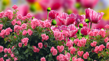 Картинка цветы разные+вместе розы маки