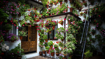 Картинка цветы разные+вместе вазоны