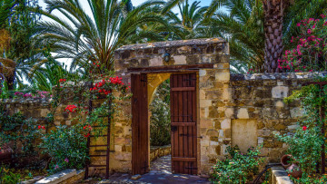 Картинка природа парк тропики пальмы