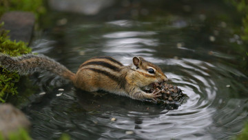 обоя животные, бурундуки, бурундук, семейство, беличьих, грызун, природа