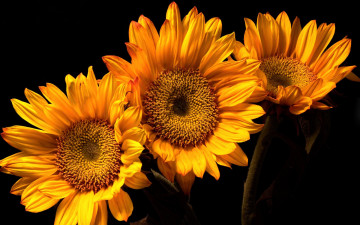 Картинка цветы подсолнухи желтые макро трио