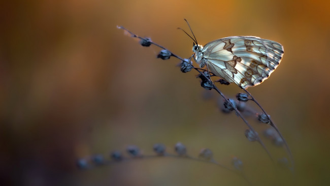 Обои картинки фото животные, бабочки,  мотыльки,  моли, лето, природа, мотылёк