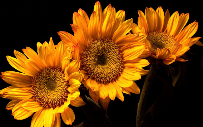 Обои картинки фото цветы, подсолнухи, желтые, макро, трио