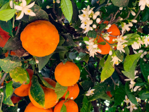 Картинка природа плоды апельсины