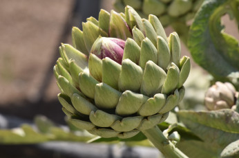 Картинка природа плоды артишок