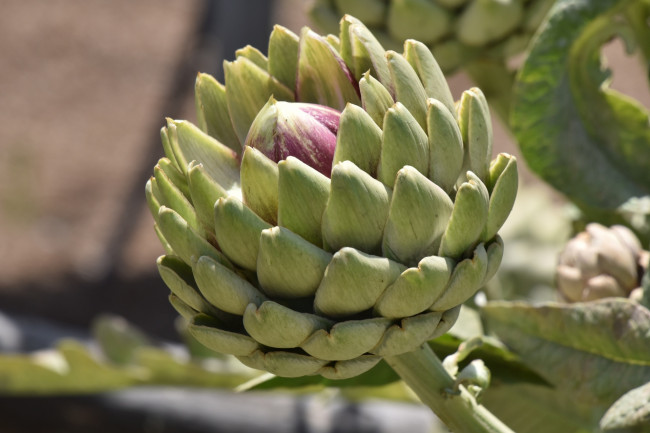 Обои картинки фото природа, плоды, артишок