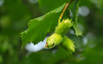Картинка вкуснятина природа плоды орехи ветка листья дерево боке