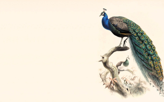 Обои картинки фото рисованное, животные,  птицы,  павлины, павлины, ветки