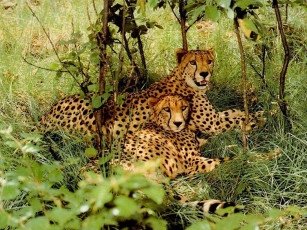 Картинка животные гепарды