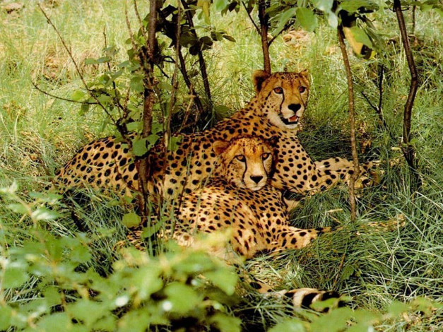 Обои картинки фото животные, гепарды