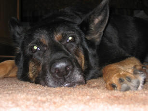 Картинка дорф животные собаки