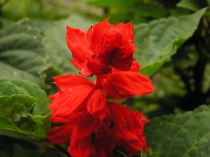 Картинка цветы