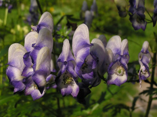 Картинка цветы