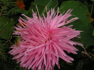 Картинка цветы астры