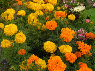 Картинка цветы бархатцы