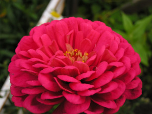 Картинка цветы цинния