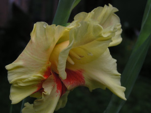 Картинка цветы гладиолусы