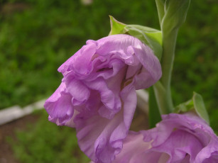 Картинка цветы гладиолусы