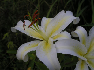 Картинка цветы лилии лилейники