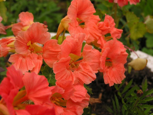 Картинка цветы настурции