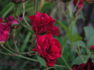 Картинка цветы розы