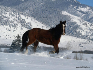 Картинка животные лошади