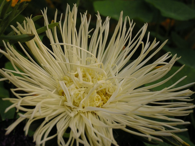 Обои картинки фото цветы, астры