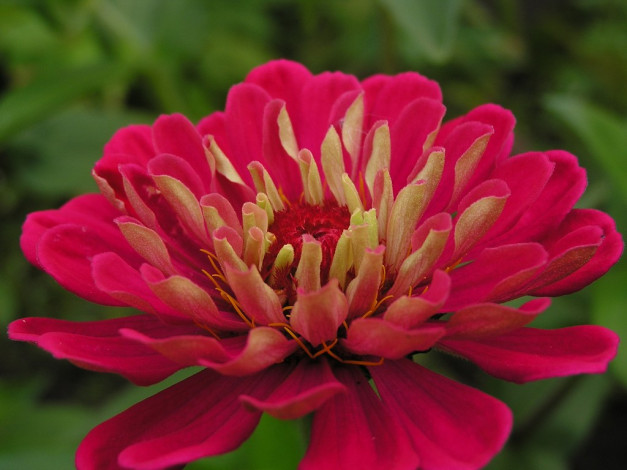 Обои картинки фото цветы, цинния