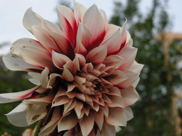 Обои картинки фото цветы, георгины