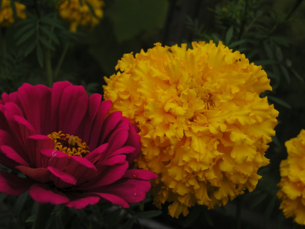 Обои картинки фото цветы, разные, вместе