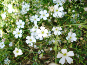 Картинка цветы луговые полевые