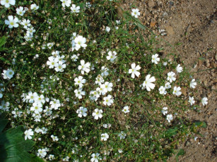 Картинка цветы луговые полевые