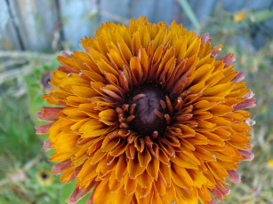 Картинка цветы рудбекия