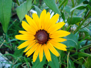 Картинка цветы рудбекия