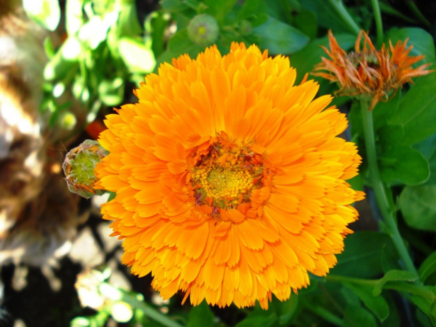 Обои картинки фото цветы, календула