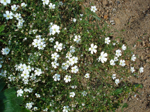 Обои картинки фото цветы, луговые, полевые